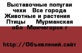 Выставочные попугаи чехи - Все города Животные и растения » Птицы   . Мурманская обл.,Мончегорск г.